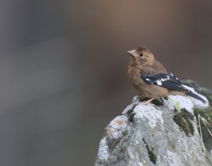 Spectacled Finch, 红眉金翅雀, Callacanthis burtoni-gallery-