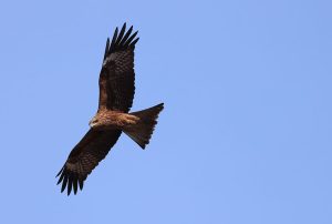 Black Kite, 黑鸢, Milvus migrans-gallery-