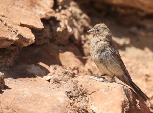 Great Rosefinch, 大朱雀, Carpodacus rubicilla-gallery-