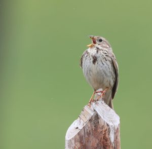 Corn Bunting, 黍鹀, Emberiza calandra-gallery-