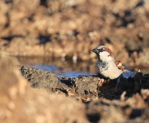 House Sparrow, 家麻雀, Passer domesticus-gallery-