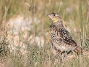 Tibetan Lark, 长嘴百灵, Melanocorypha maxima-gallery-