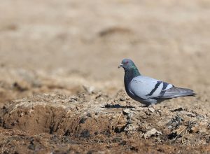 Rock Dove, 原鸽, Columba livia-gallery-