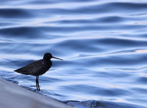 Spotted Redshank, 鹤鹬, Tringa erythropus-gallery-