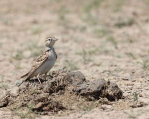 Greater Short-toed Lark, 大短趾百灵, Calandrella brachydac-gallery-