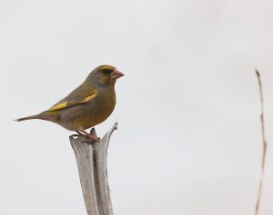 European Greenfinch, 欧金翅雀, Chloris chloris-gallery-