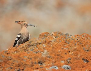 Eurasian Hoopoe, 戴胜, Upupa epops-gallery-