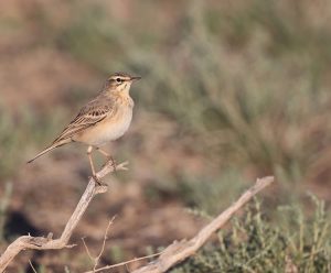 Tawny Pipit, 平原鹨, Anthus campestris-gallery-