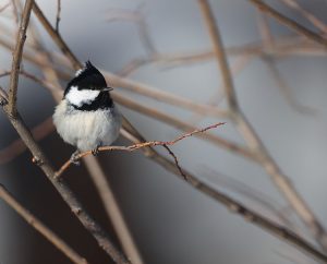 Coal Tit, 煤山雀, Periparus ater-gallery-