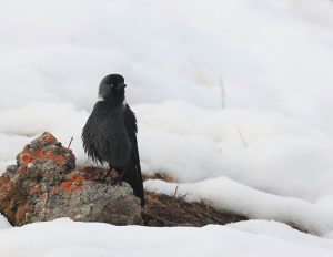 Western Jackdaw, 寒鸦, Coloeus monedula-gallery-