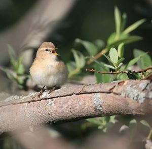 Common Chiffchaff, 叽喳柳莺, Phylloscopus collybita-gallery-