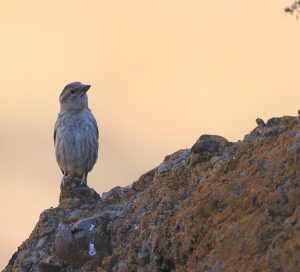 Rock Sparrow, 石雀, Petronia petronia-gallery-