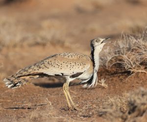 MacQueen’s Bustard, 波斑鸨, Chlamydotis macqueenii-gallery-