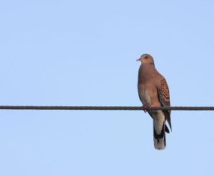 Oriental Turtle Dove, 山斑鸠, Streptopelia orientalis-gallery-