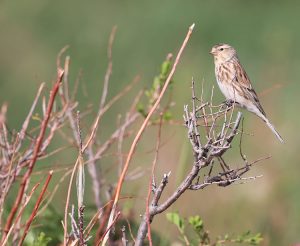 Twite, 黄嘴朱顶雀, Linaria flavirostris-gallery-