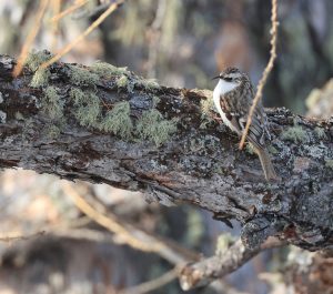 Eurasian Treecreeper, 旋木雀, Certhia familiaris-gallery-