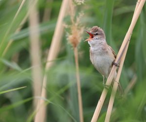 Great Reed Warbler, 大苇莺, Acrocephalus arundinaceus-gallery-