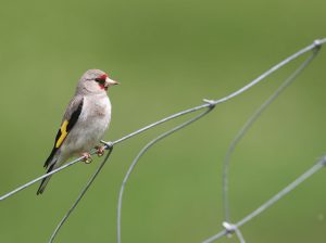 European Goldfinch, 红额金翅雀, Carduelis carduelis-gallery-