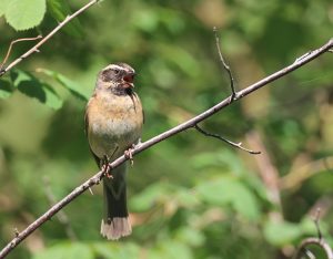 Black-throated Accentor, 黑喉岩鹨, Prunella atrogularis-gallery-