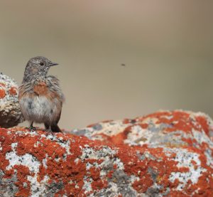 Robin Accentor, 鸲岩鹨, Prunella rubeculoides-gallery-