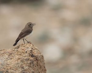 Pied Wheatear, 白顶䳭, Oenanthe pleschanka-gallery-