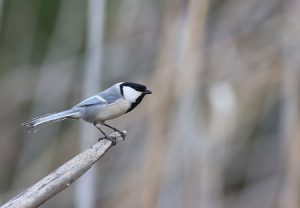 Great Tit, 大山雀, Parus major turkestanicus-gallery-