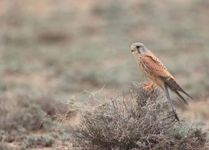 Common Kestrel, 红隼, Falco tinnunculus-gallery-