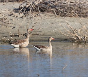 Greylag Goose, 灰雁, Anser anser-gallery-