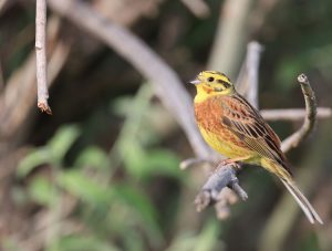 Yellowhammer, 黄鹀, Emberiza citrinella-gallery-