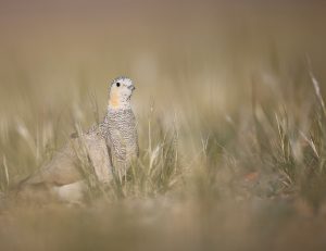 Tibetan Sandgrouse, 西藏毛腿沙鸡, Syrrhaptes tibetanus-gallery-