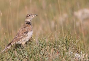 Tibetan Lark, 长嘴百灵, Melanocorypha maxima-gallery-