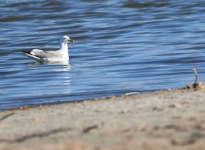 Caspian Gull, 黄脚银鸥, Larus cachinnans-gallery-