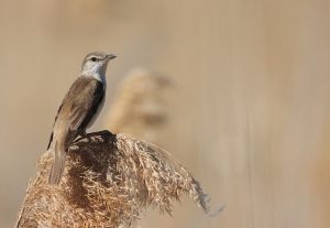 Great Reed Warbler, 大苇莺, Acrocephalus arundinaceus-gallery-