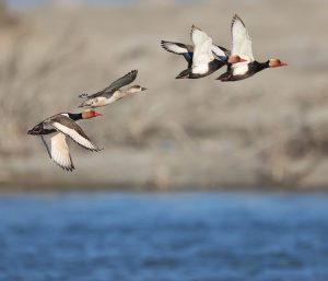 Red-crested Pochard, 赤嘴潜鸭, Netta rufina-gallery-