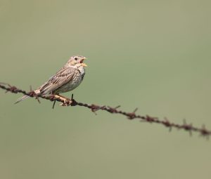 Corn Bunting, 黍鹀, Emberiza calandra-gallery-