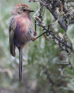 White-browed Tit-Warbler, 花彩雀莺, Leptopoecile sophiae-gallery-