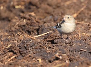 Common Chaffinch, 苍头燕雀, Fringilla coelebs-gallery-