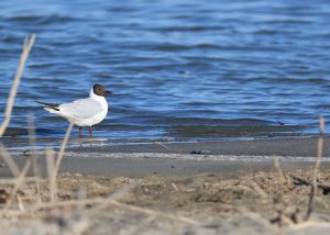 Black-headed Gull, 红嘴鸥, Chroicocephalus ridibundus-gallery-