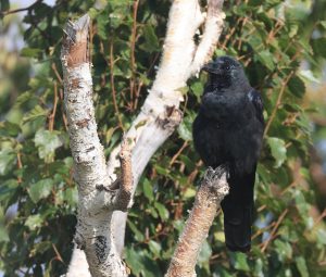 Eastern Jungle Crow, 丛林鸦, Corvus levaillantii-gallery-