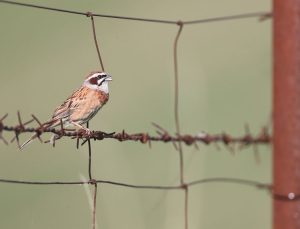 Meadow Bunting, 三道眉草鹀, Emberiza cioides-gallery-