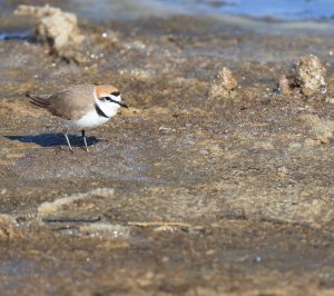 Kentish Plover, 环颈鸻, Charadrius alexandrinus-gallery-