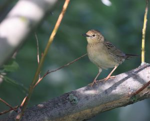 Common Grasshopper Warbler, 黑斑蝗莺, Locustella naevia-gallery-