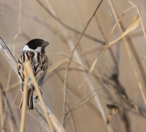 Common Reed Bunting, 芦鹀, Emberiza schoeniclus-gallery-