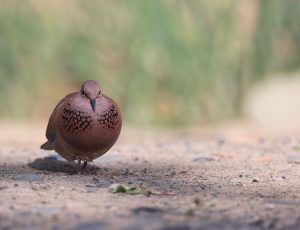 Laughing Dove, 棕斑鸠, Spilopelia senegalensis-gallery-