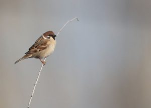 Eurasian Tree Sparrow, 麻雀, Passer montanus-gallery-