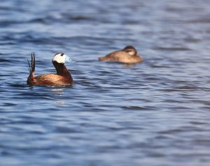 White-headed Duck, 白头硬尾鸭, Oxyura leucocephala-gallery-