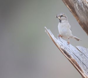 Saxaul Sparrow, 黑顶麻雀, Passer ammodendri-gallery-