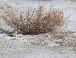 Water Pipit, 水鹨, Anthus spinoletta-gallery-