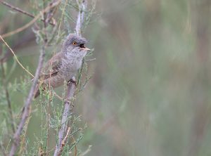 Barred Warbler, 横斑林莺, Sylvia nisoria-gallery-