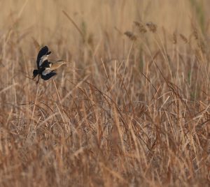 Little Bittern, 小苇鳽, Ixobrychus minutus-gallery-